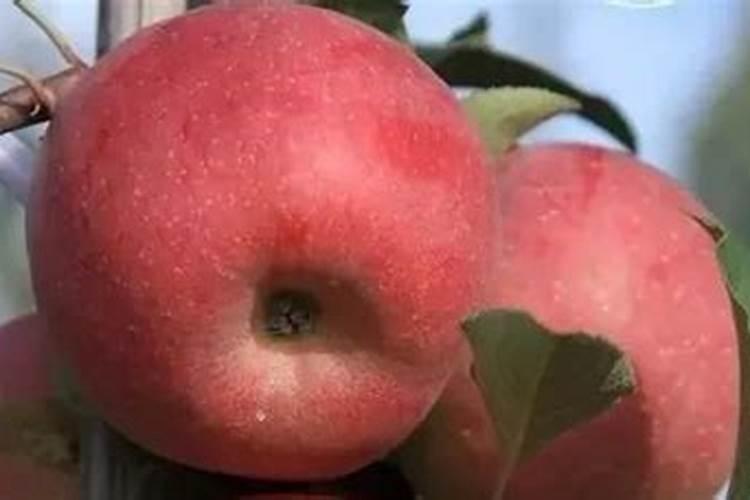 苹果促花保果肥料什么时候用？苹果用什么叶面肥长得又大又甜？