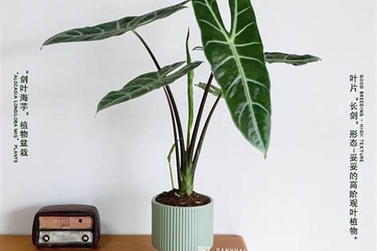 龙鳞海芋的养护 龙鳞海芋如何养护