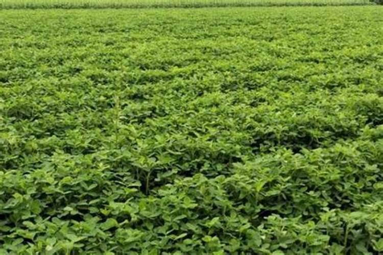 种植花生和大豆时,不需要施氮肥的原因是( )A.土壤中的氮肥足够多B.大...