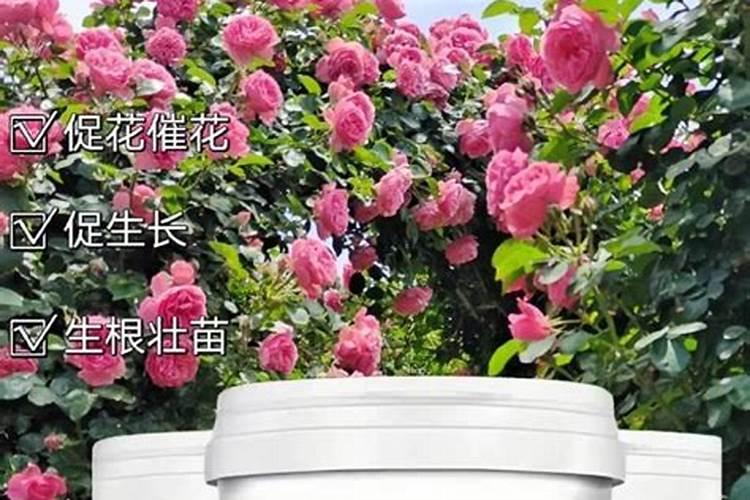 玫瑰一般哪几个月施肥