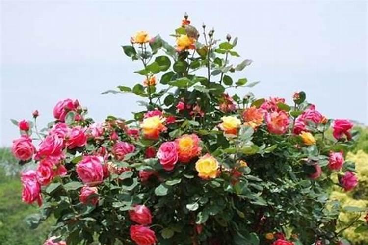 月季花哪时候施肥比较好 月季花什么时候施肥