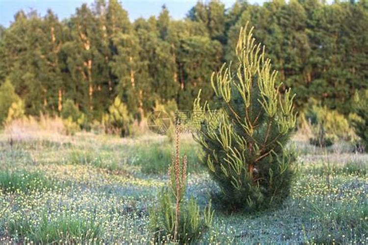 多肉植物人参小松(多肉小松树怎么养)