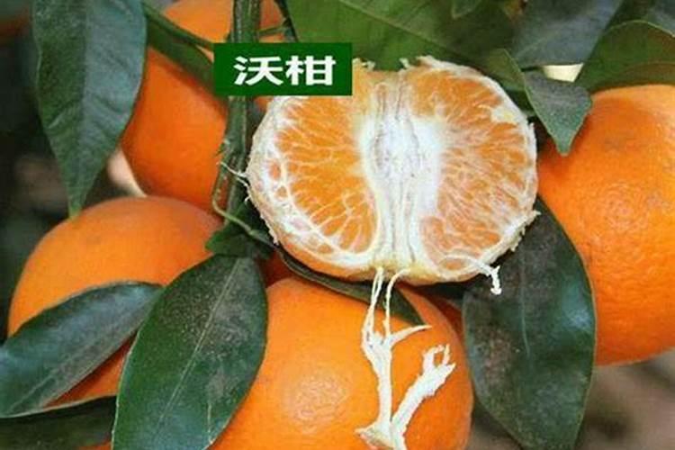 什么叶面肥能让水果提前成熟？