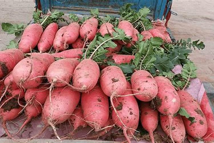 种萝卜用什么肥料最好