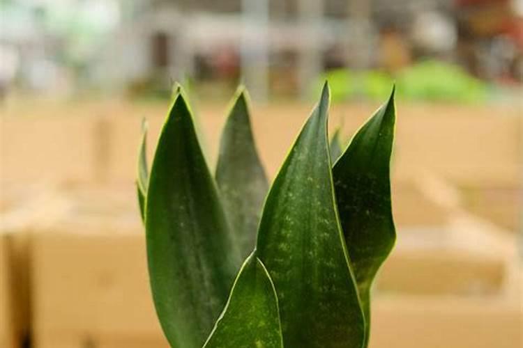 养虎皮兰,如何才能让它叶片肥厚有光泽？