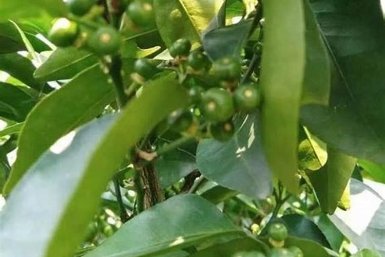 高磷肥料有哪些 什么是高磷肥