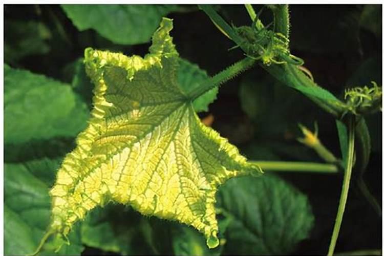 抗病虫害抗倒伏用什么肥