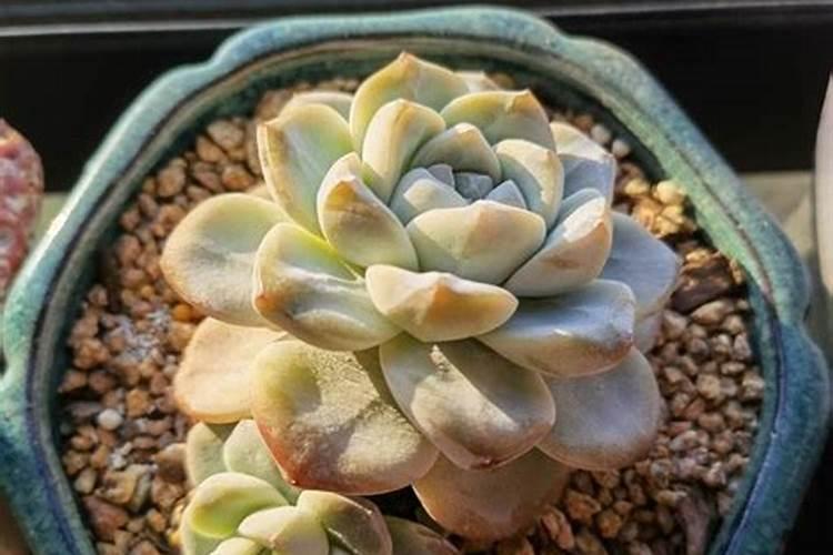 多肉为什么会烂根呢？