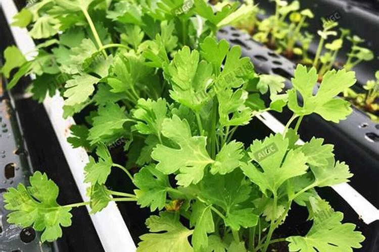 芹菜苗如何种植