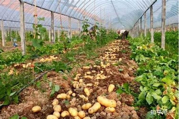 大棚土豆生长缓慢什么原因