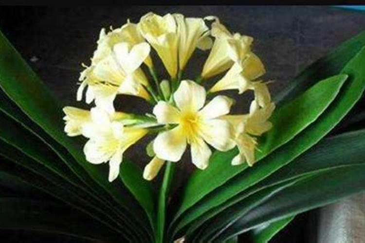 君子兰用什么肥料好