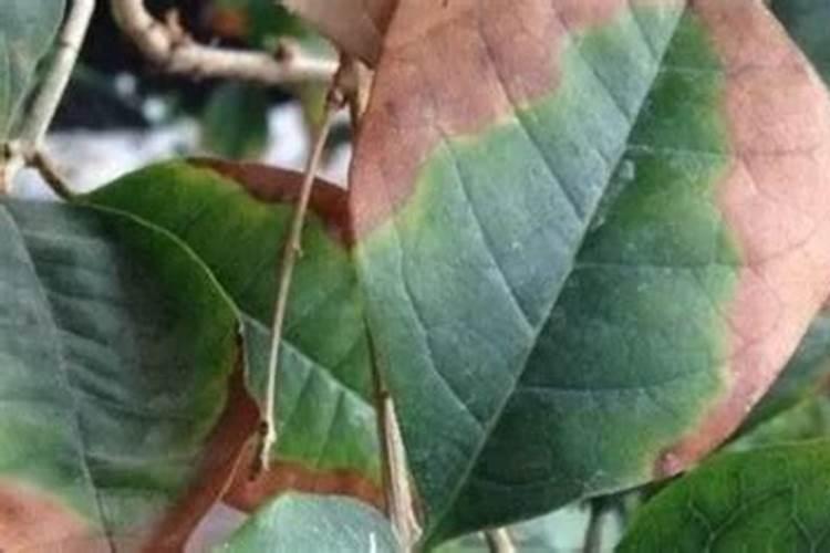 草莓苗幼期补什么肥料