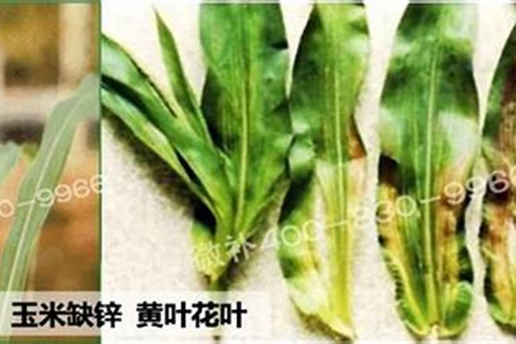 微量元素肥的主要作用和功能