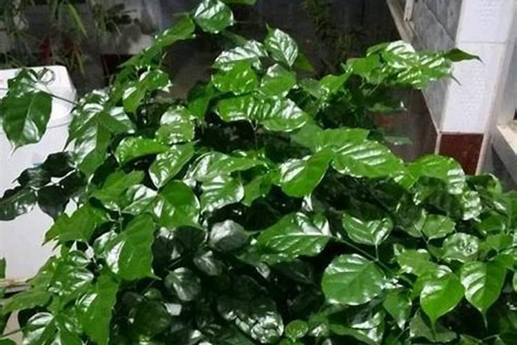 幸福树要施什么肥料