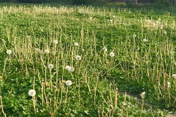 蒲公英夏天种植怎么样