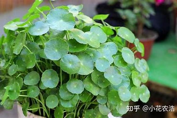 铜钱草什么季节施肥最好 施肥多少合适