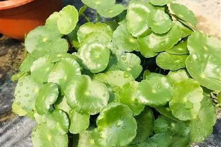 如何养铜钱草最好