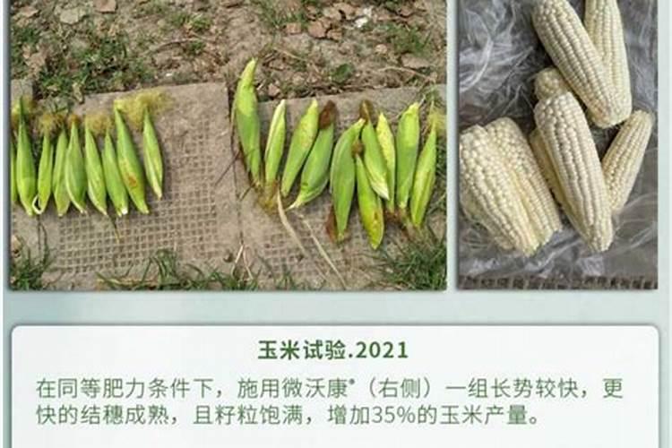 玉米结棒子时要加肥吗？