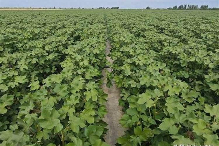 芸苔素的作用和使用方法