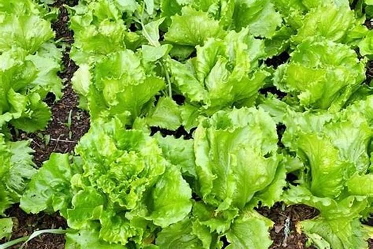 兰花用什么肥可以多开花