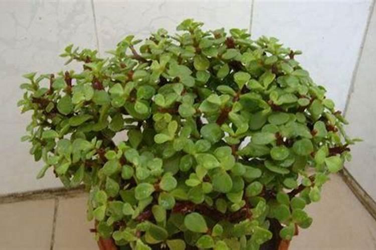 马齿苋树如何养殖