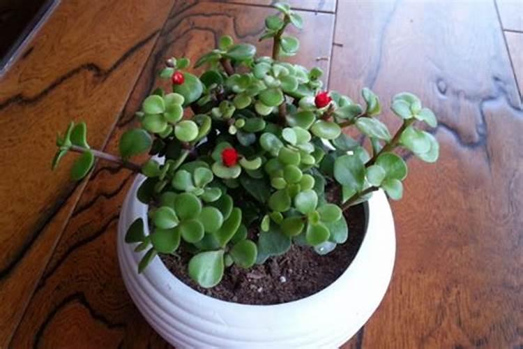 马齿苋老桩盆景养护