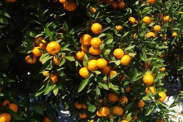 柑橘苗叶面肥施药方法