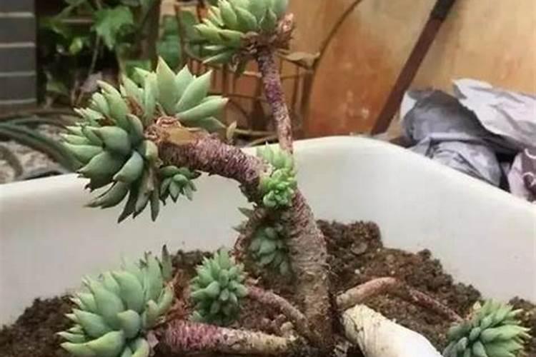 磷酸二氢钾能不能用来灌根,有什么需要注意的吗？