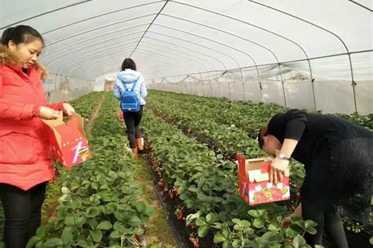 南方有什么水果荔枝产在哪里