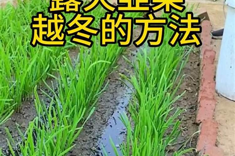 韭菜打什么叶面肥效果好