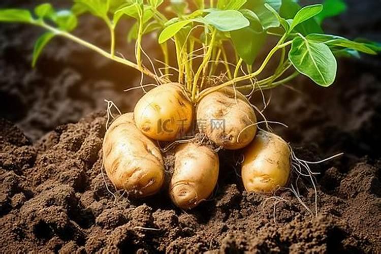土豆烂在地里可做肥吗