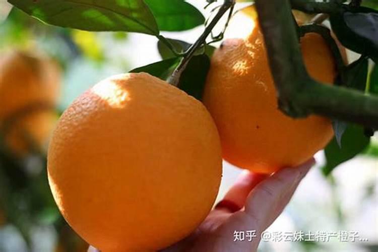 脐橙保花保果农药最佳配方