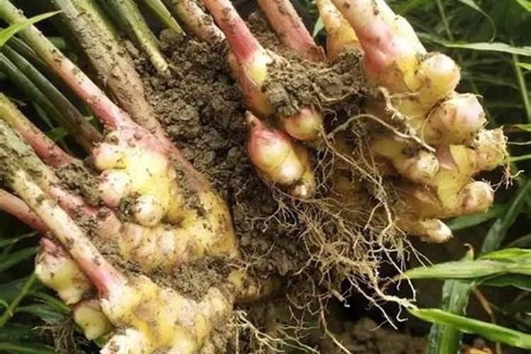 大棚生姜最好种植方法