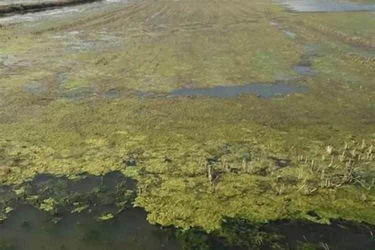 脐橙有哪些专用肥 如何进行施肥