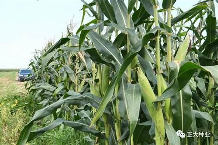 玉米专用肥哪个品牌好