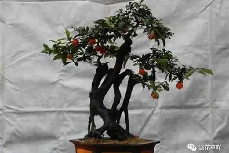 金弹子喜肥吗,喜欢施什么肥料