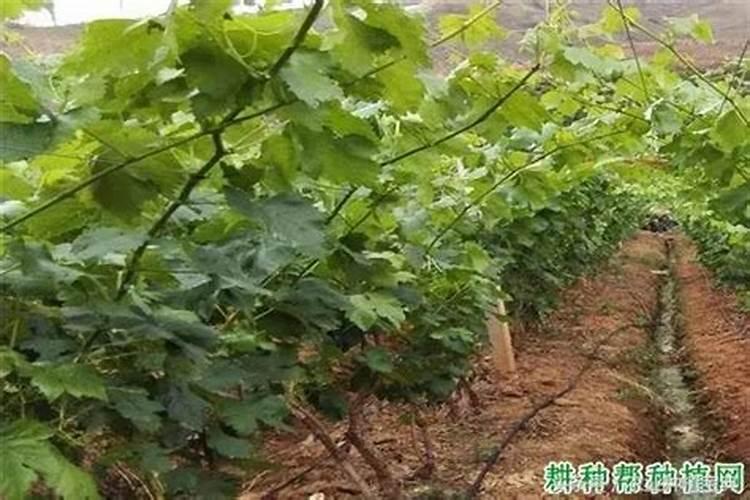葡萄施肥第一大忌
