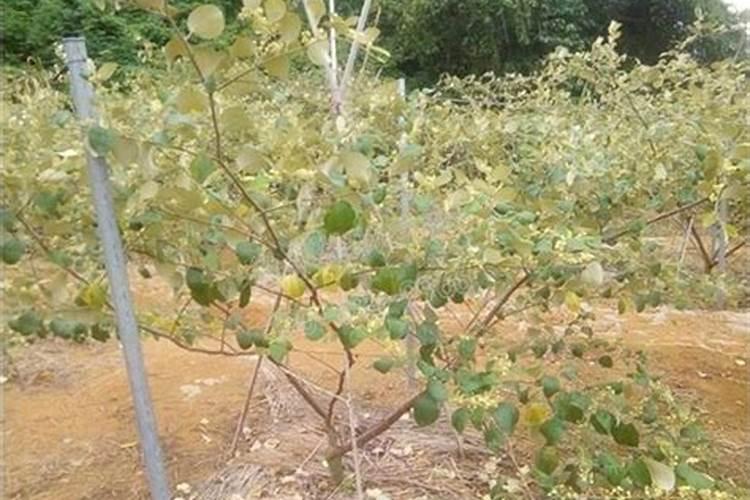 广西蜜丝枣种植的正确方法？