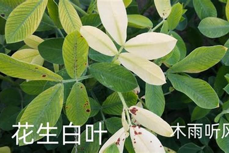 水稻施硅肥应该怎么施？一亩田用多少硅肥？