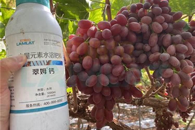 葡萄补钙最佳时间(给葡萄补钙季节什么钙肥最好)