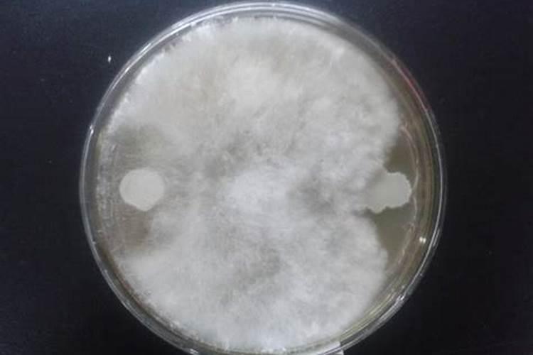 海藻水溶肥最忌三种颜色