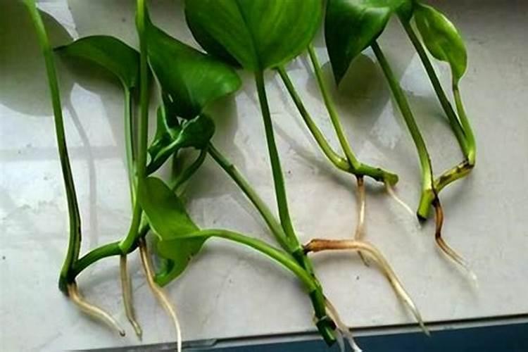 绿萝用什么肥料长得快,含氮的有机肥最利于生长