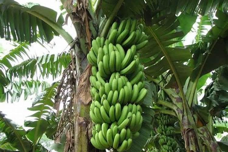 香蕉树的种植方法