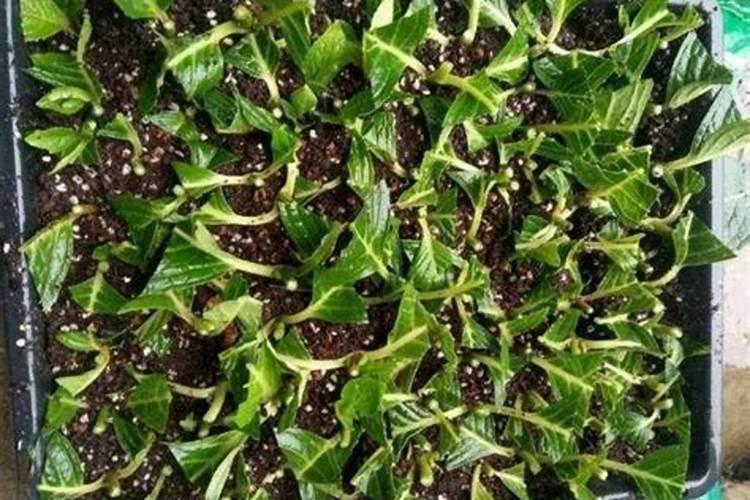 绣球花养花技巧 绣球烂根最好的处理方法