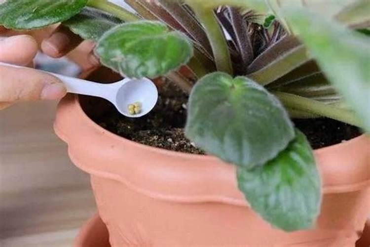 花肥用什么肥料最好