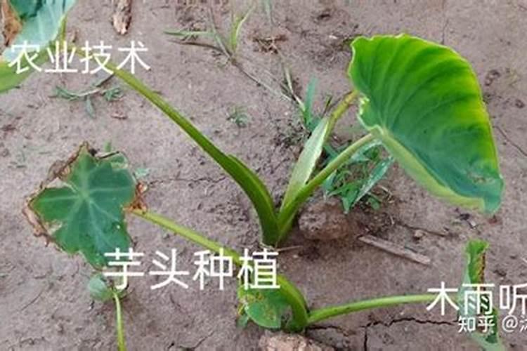 芋头种植的施肥建议和田间管理方法