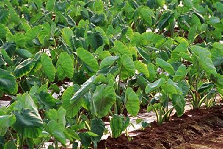 芋头对水肥的要求都有哪些？该如何防治病虫害？