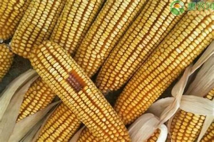 玉米钾肥的正确使用方法