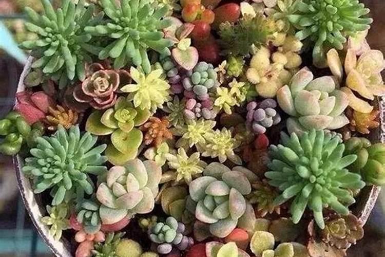 多肉上色肥料怎么用