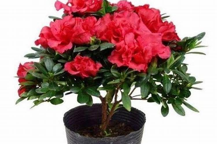 杜鹃施肥方法,用什么肥好